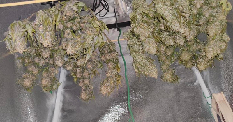 can you dry weed in a food dehydrator3 can you dry weed in a food dehydrator3