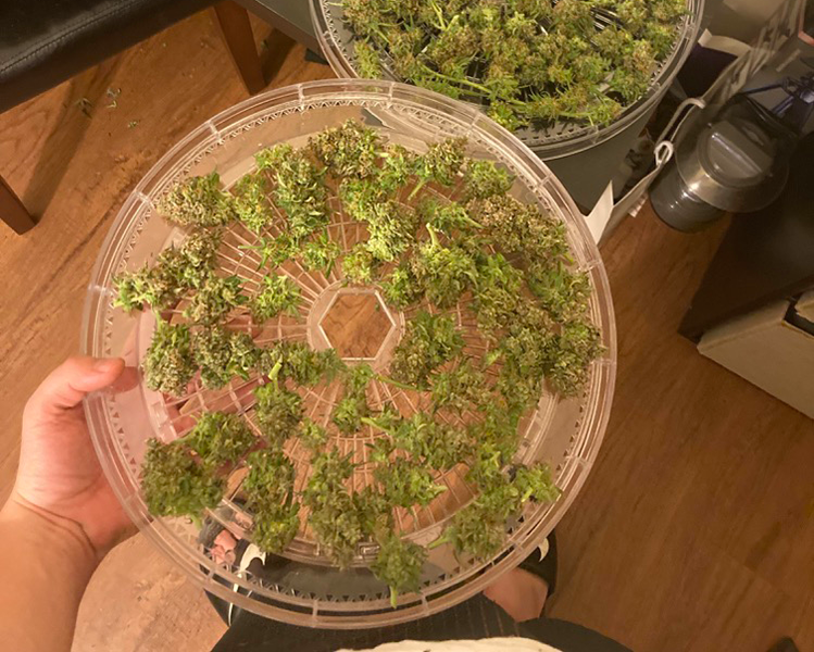 can you dry weed in a food dehydrator1 can you dry weed in a food dehydrator1