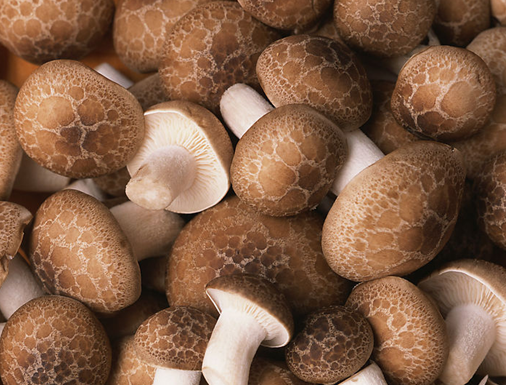 Mushroom Dryer Machine