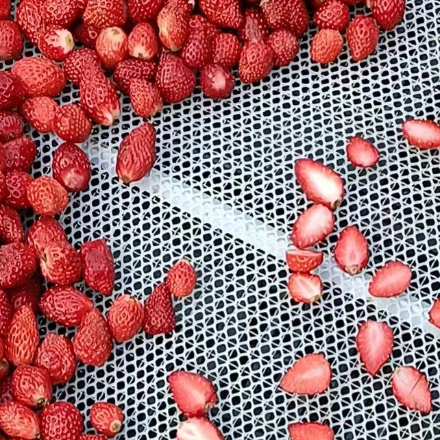 Strawberry Drying Machine