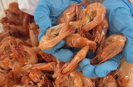 Shrimp Drying Machine