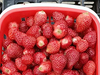 Strawberry Drying Machine