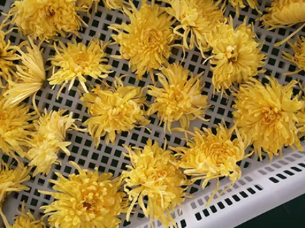 Flower Drying Machine1 (1)