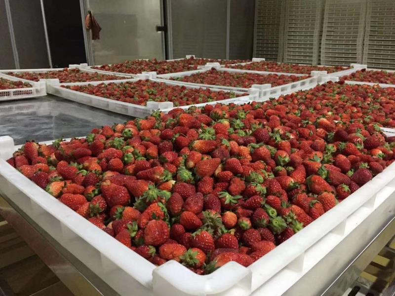 Strawberry Drying Machine