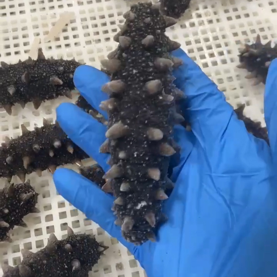 Sea Cucumber Dryer Machine