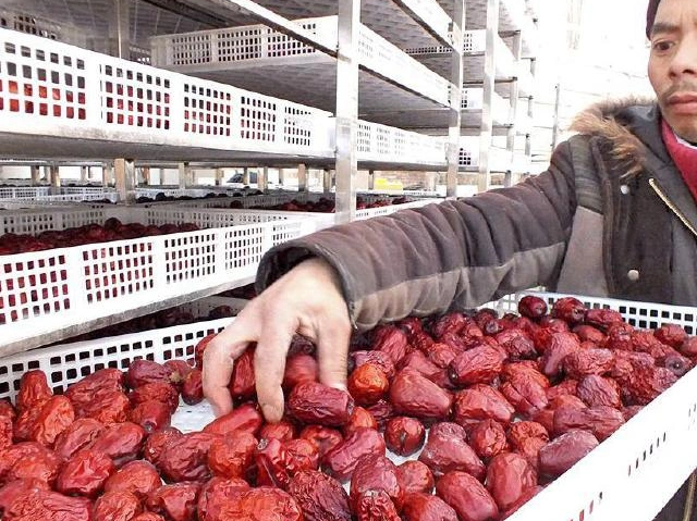 Dried Dates Drying Machine