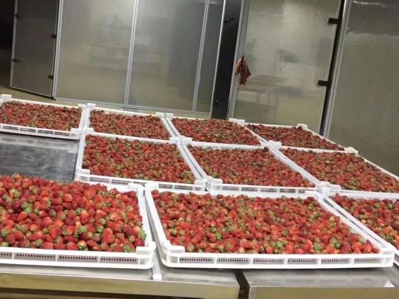 Strawberry Drying Machine