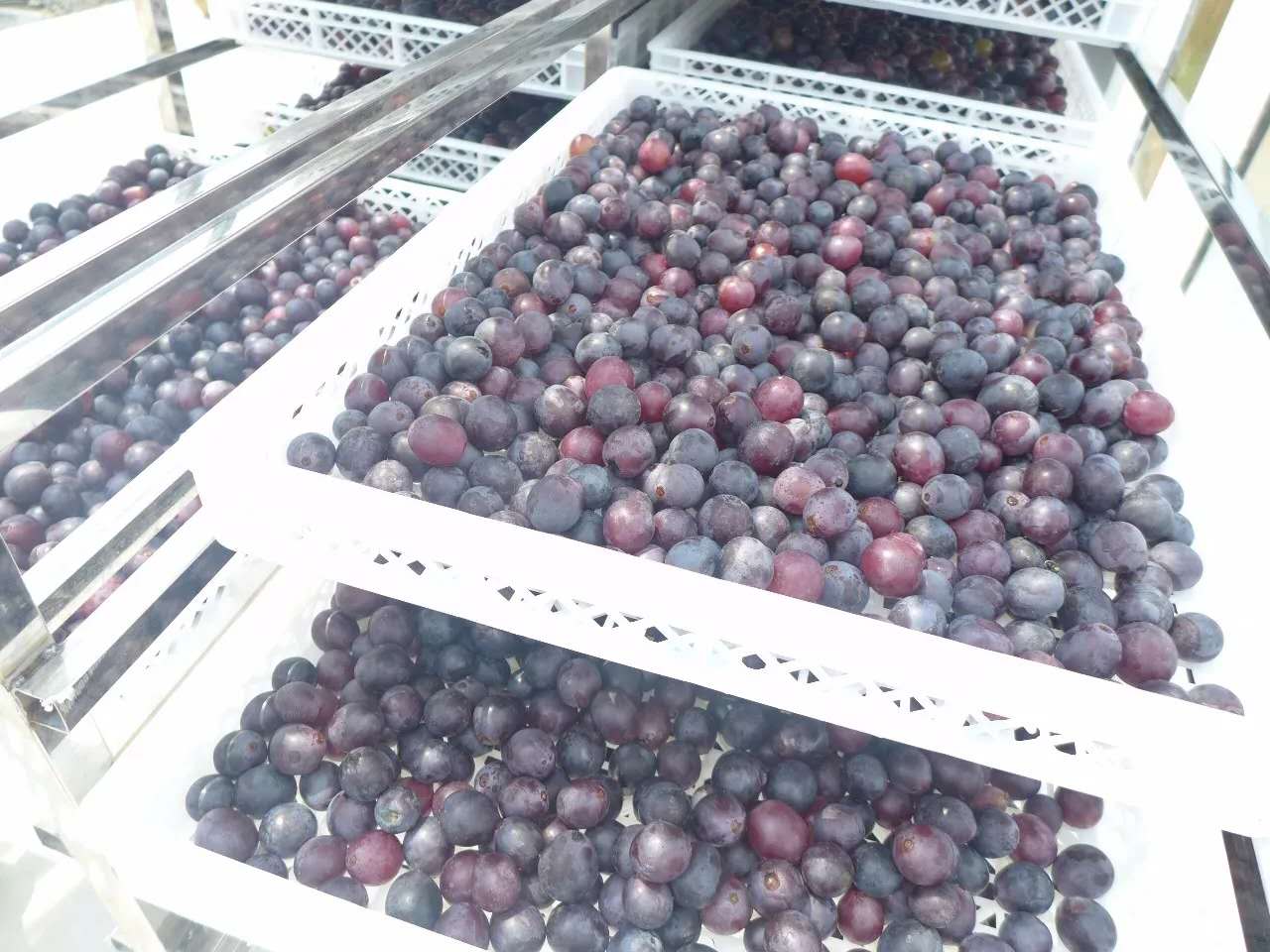 Grape Drying Machine