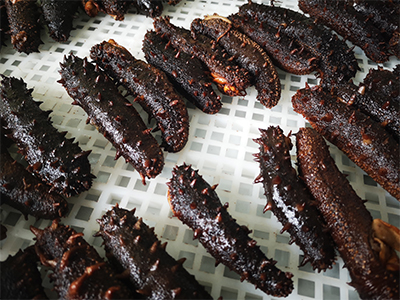 Sea Cucumber Dryer