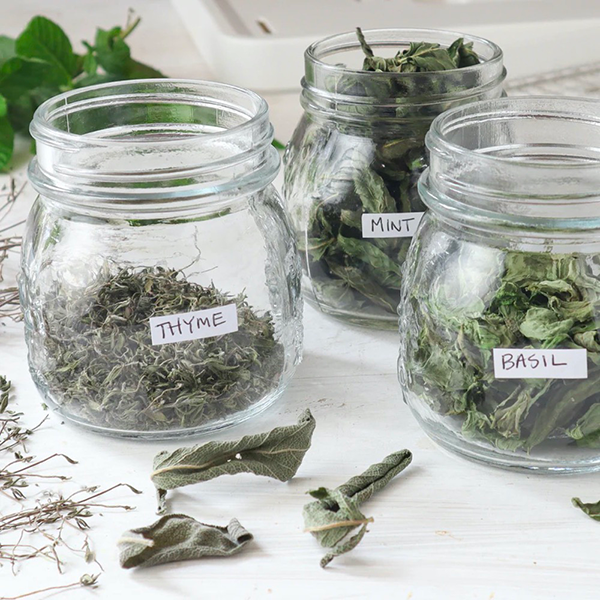 how to dehydrate herbs in food dehydrator1