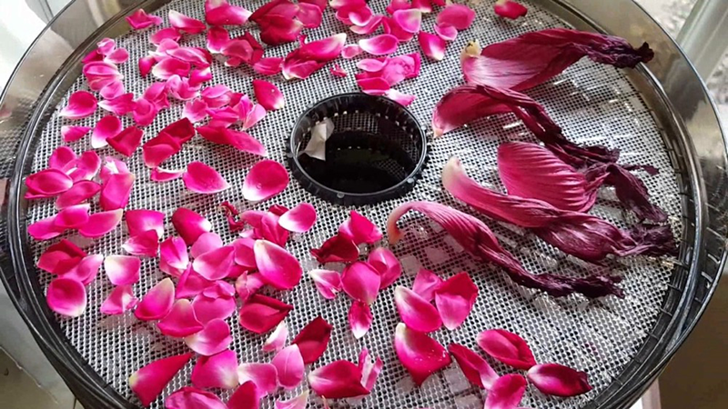 Can You Use A Food Dehydrator To Dry Flowers?