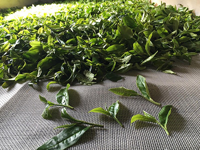 green leaves dehydrating