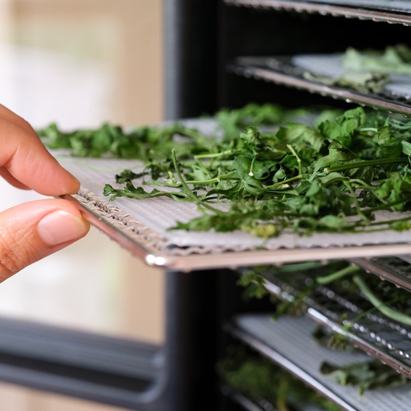 Using A Cabinet Type Dehydrator for Herbs: Techniques And Benefits