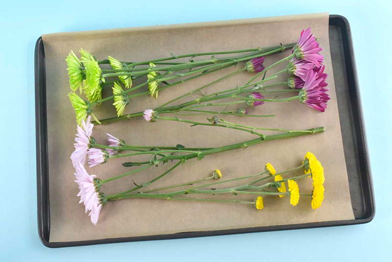 Can You Dry Flowers in A Food Dehydrator?