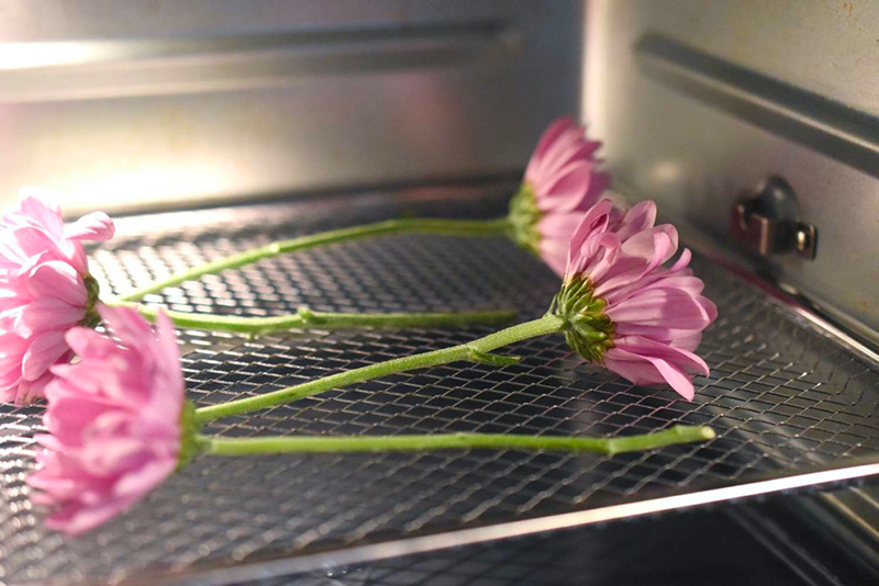 Can You Use A Food Dehydrator To Dry Flowers?2