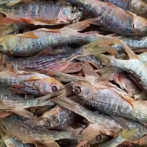 Hang Type Dryers for Seafood Processing Benefits And Best Practices2