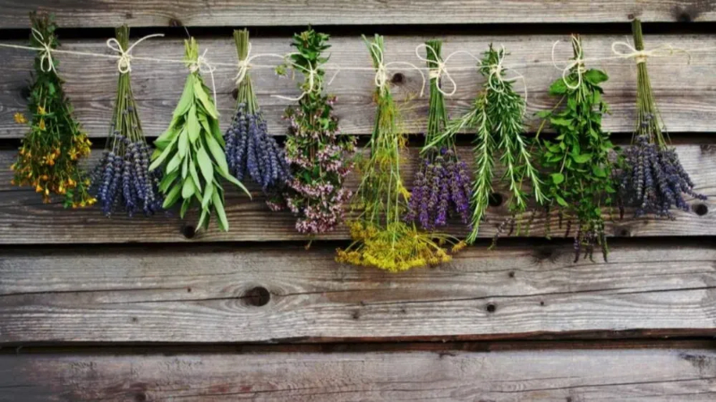 Using A Cabinet Type Dehydrator for Herbs Techniques And Benefits2