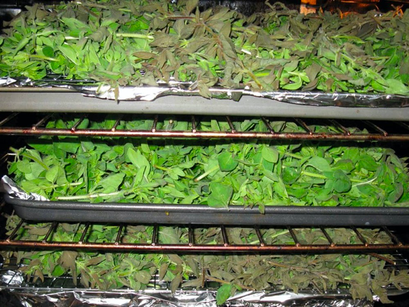 how to dry herbs in a food dehydrator1