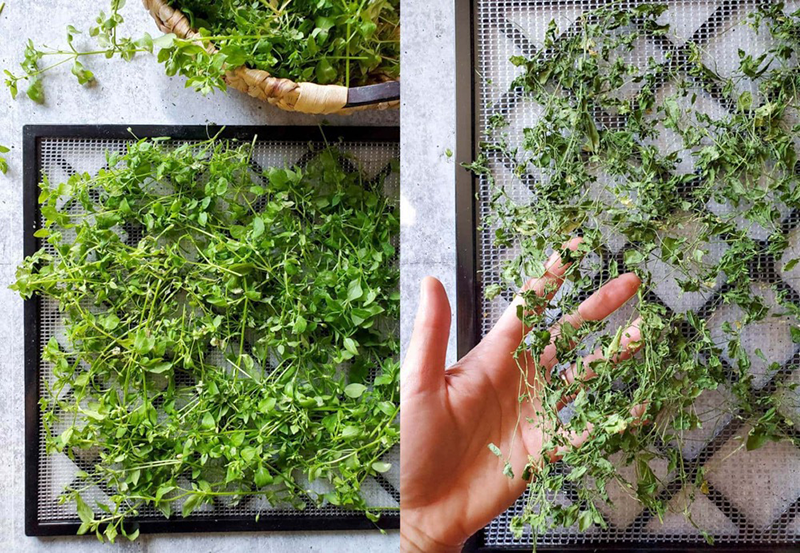 Can You Dry Herbs in A Food Dehydrator?