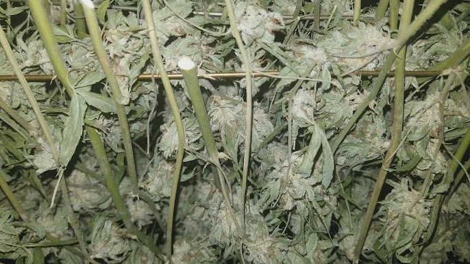 Can You Dry Marijuana in A Food Dehydrator?