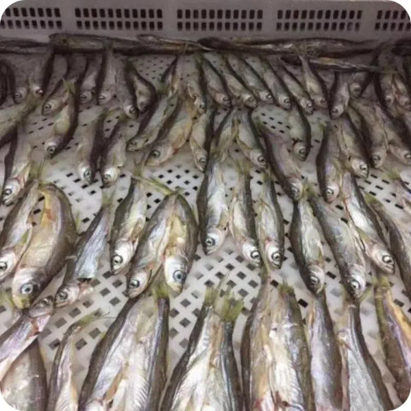 fish dehydration machine2