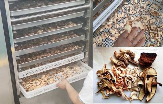wholesale hot air mushroom dehydration drying machine1