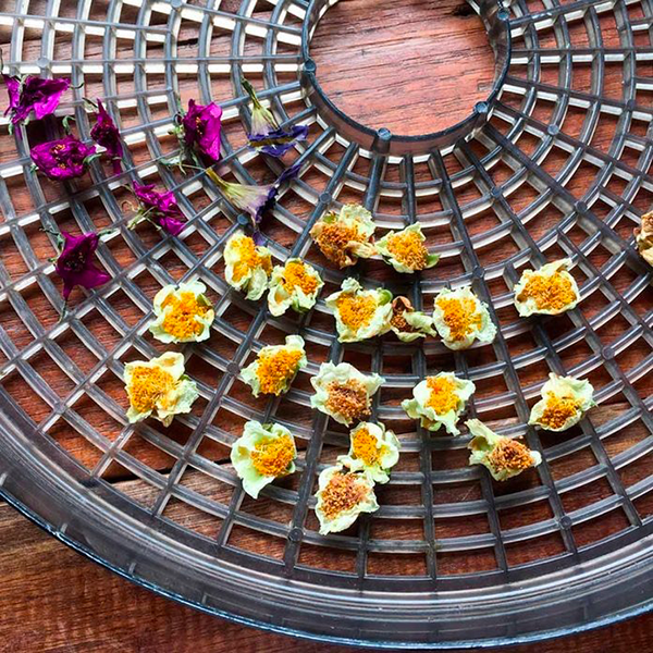 what can i make in a food dehydrator2