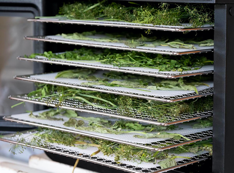 how to dry herbs in a food dehydrator2