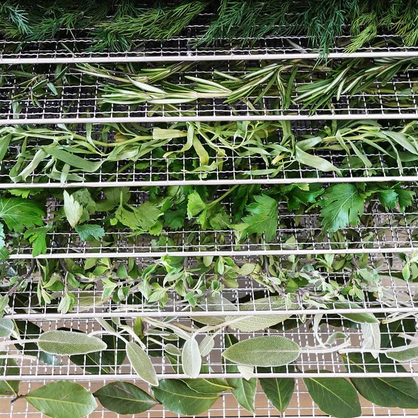 can you dry herbs in a food dehydrator2