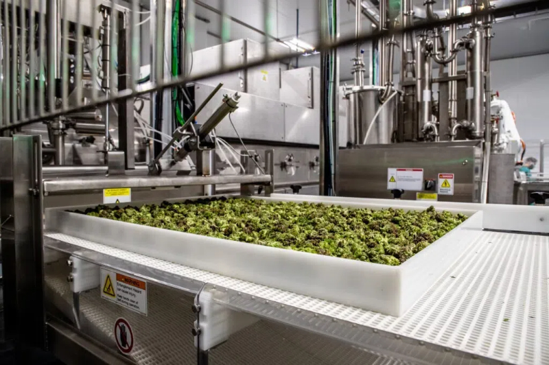 weed dehydration machine2