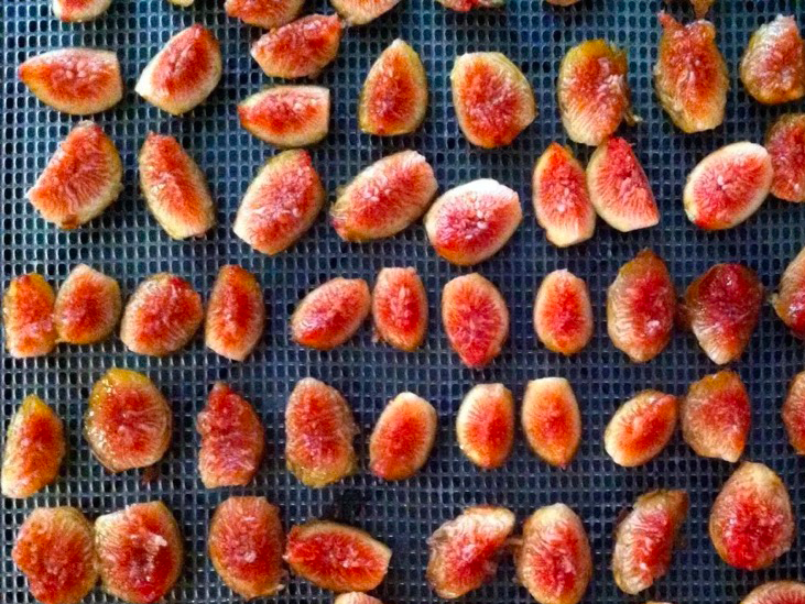 how to use a food dehydrator for fruit3