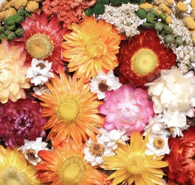 how to dry flowers in a food dehydrator1
