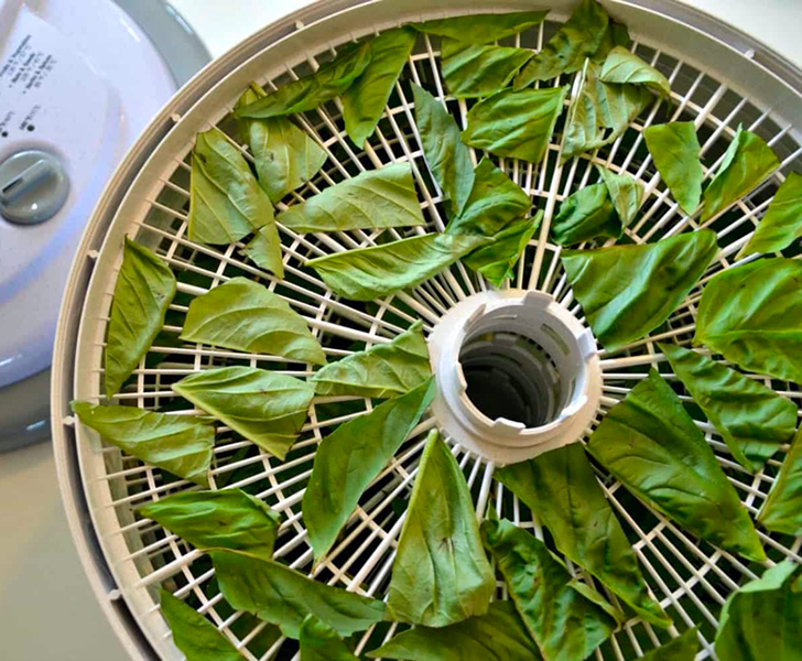 how to dehydrate herbs in food dehydrator3