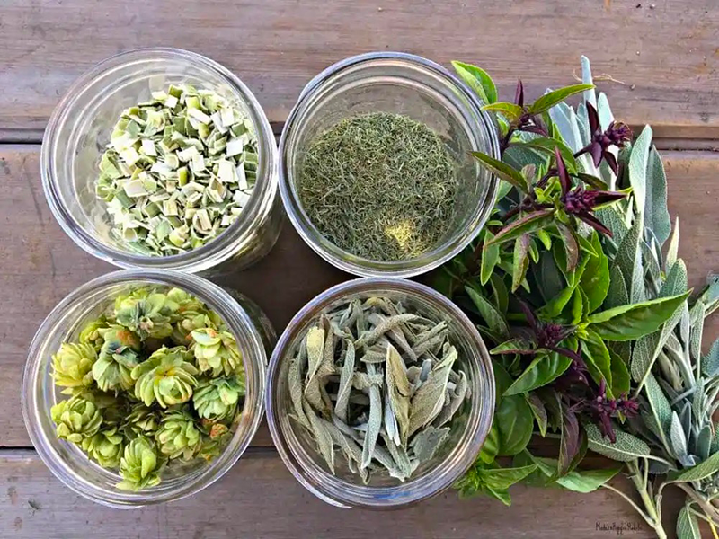 How To Dry Herbs in A Food Dehydrator for Long-Term Storage?