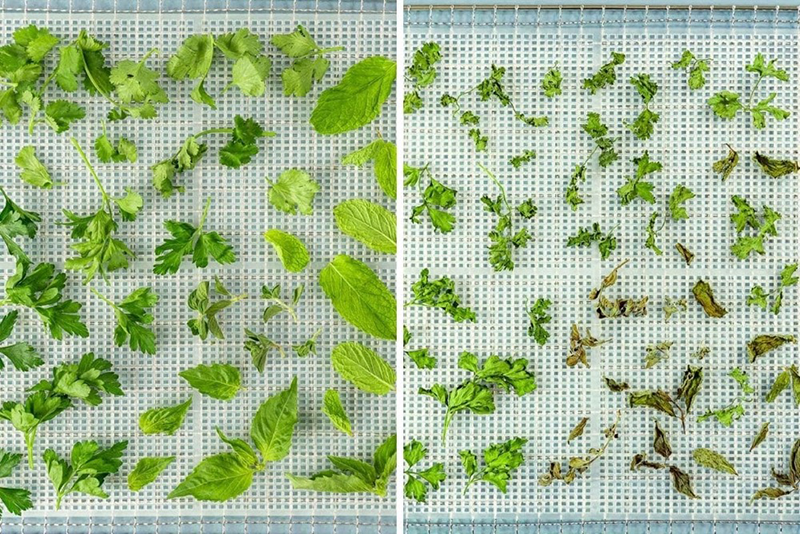 can you dry herbs in a food dehydrator1