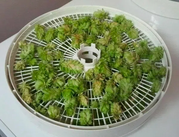 how long to dry hops in food dehydrator1