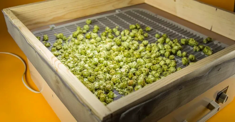 how long to dry hops in food dehydrator3