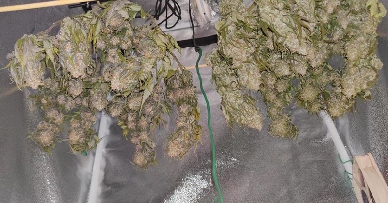 can-you-dry-marijuana-in-a-food-dehydrator3