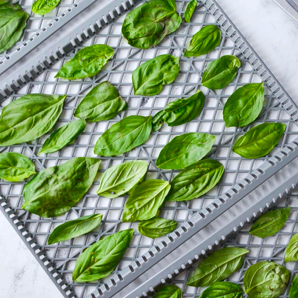 How To Dry Basil in A Food Dehydrator?