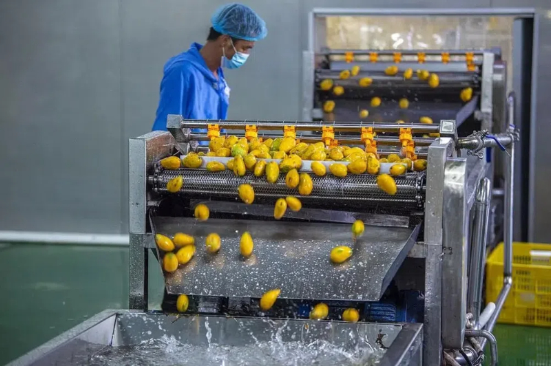 fruit dryer machine5