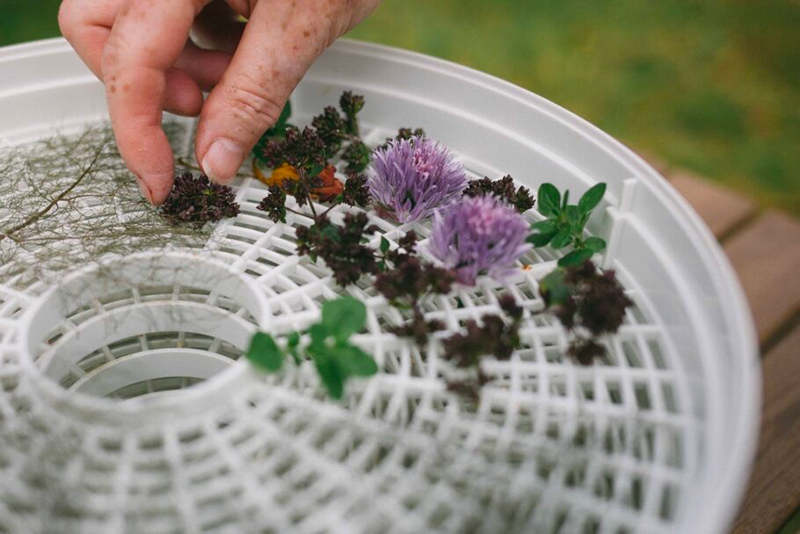 can you dry flowers in a food dehydrator1