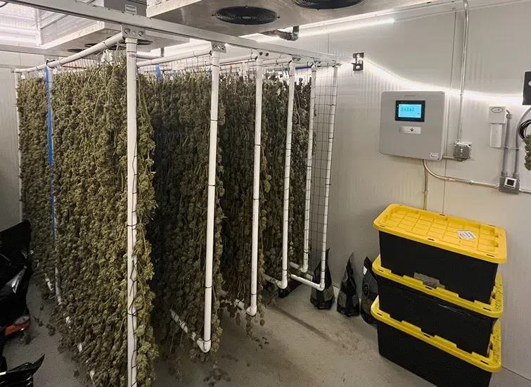 weed dehydration machine1